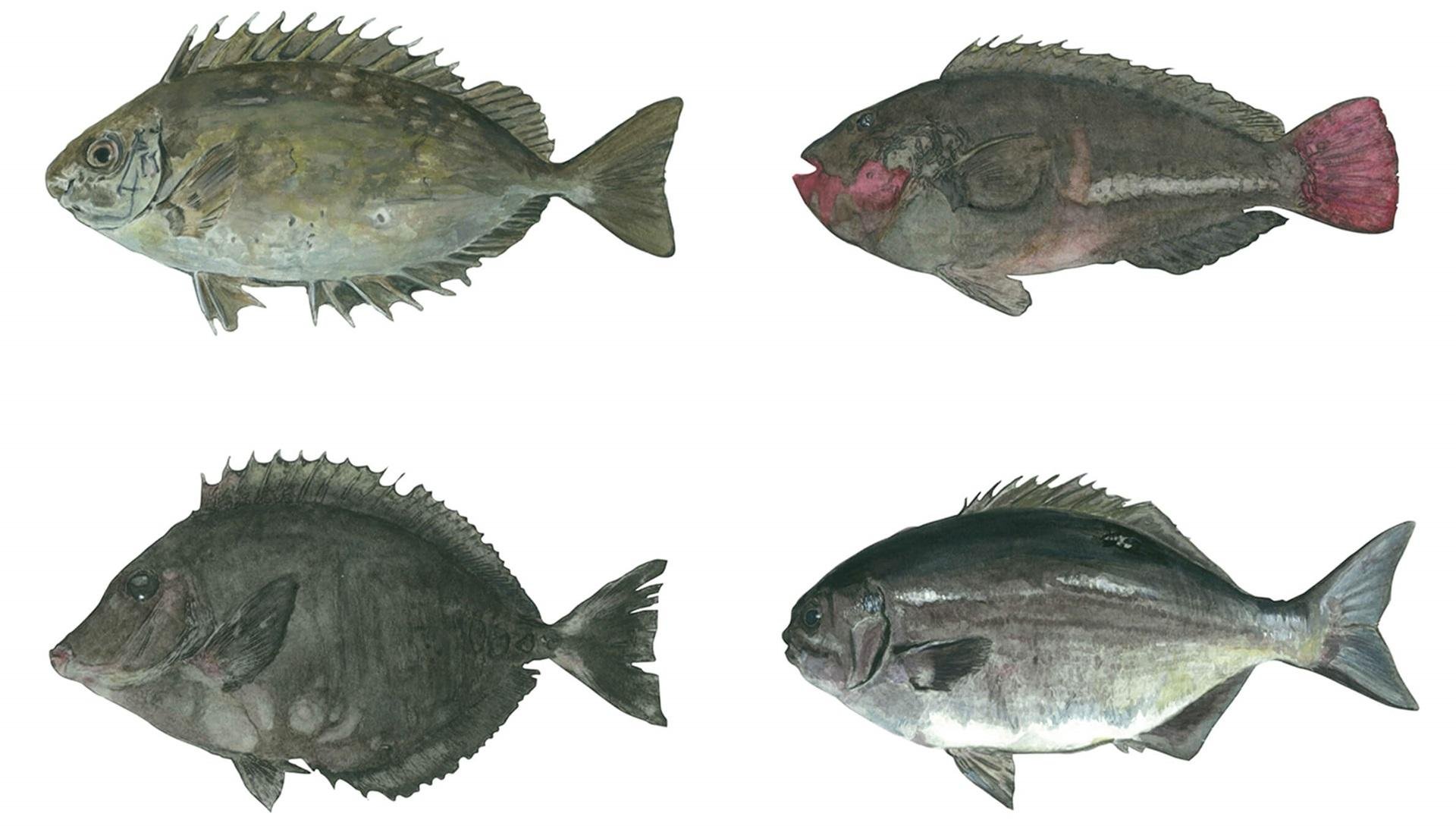 ビッグデータを活用し拓く、持続可能な食の未来の説明画像です。